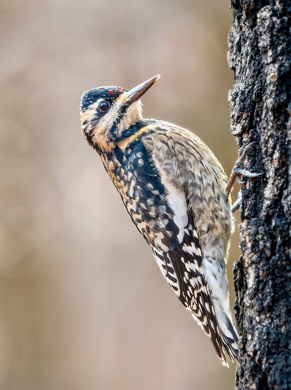 Yellow-bellied Sapsucker juvenile in Prospect Park by Rhododendrites is licensed under CC BY-SA 4.0.